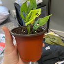 Bandeja para jardim doméstico. 0 casa,mesa e jardim 