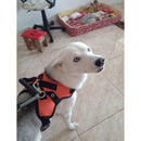 Coleira Pet Peitoral Ultra Resistente Coleira Pet Peitoral Ultra Resistente Paneshopping.com 