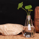 Vaso de Planta em Lâmpada Hidropônico Decorativo Vaso de Planta em Lâmpada Loja 